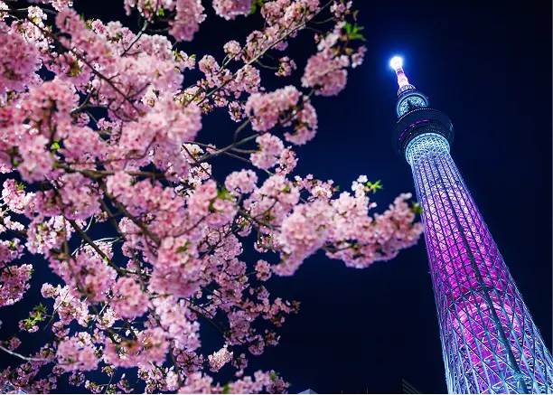 紫にライトアップされた夜の東京スカイツリーと、手前に咲く満開の桜