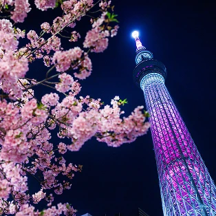紫にライトアップされた夜の東京スカイツリーと、手前に咲く満開の桜。