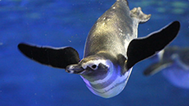 すみだ水族館のペンギン