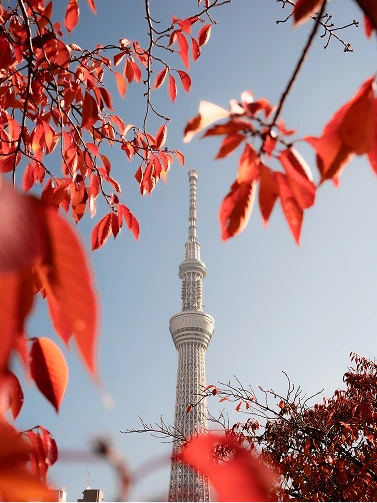 赤く色づいた紅葉の葉越しに見上げる東京スカイツリー