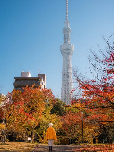 赤や黄色に色づいた紅葉と東京スカイツリーを見上げて歩く女性の後ろ姿