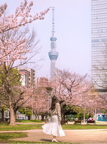 満開の桜と東京スカイツリーを背景に立つ白いスカート姿の女性の後ろ姿