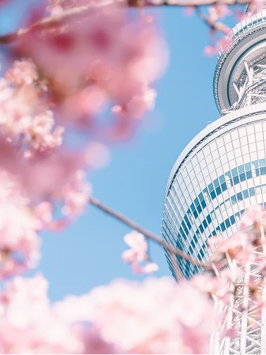 ピンク色の桜の花を前ボケにして見上げる東京スカイツリー