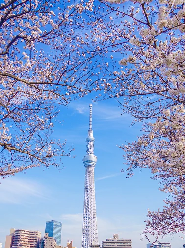 満開の桜の枝の間から見える青空と東京スカイツリー