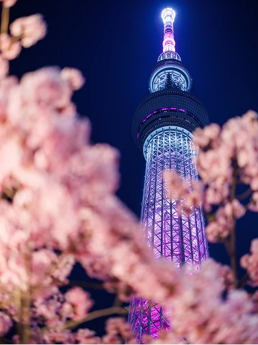 夜桜越しに見上げるライトアップされた東京スカイツリー