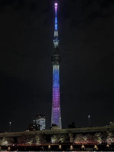 隅田川沿いのライトアップされた夜桜と、紫やピンク色に輝く東京スカイツリーの夜景