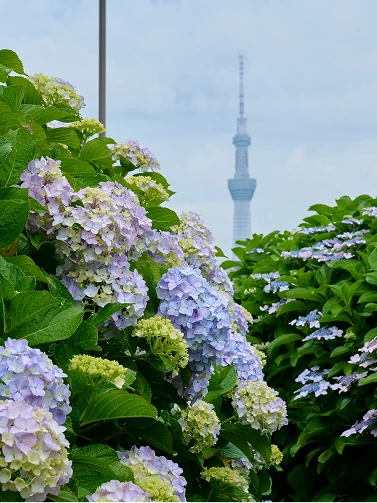 咲き誇る紫や青のあじさい越しに見える東京スカイツリー