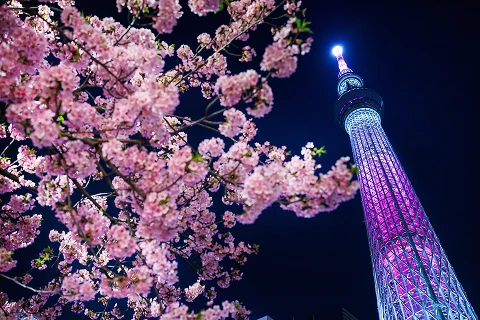満開の夜桜越しに見上げる、ピンク色にライトアップされた東京スカイツリー