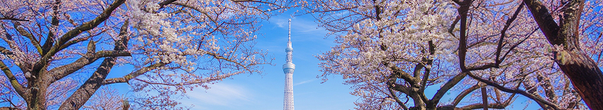 満開の桜の間から見える青空と東京スカイツリー