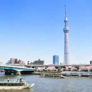 隅田川を走る屋形船と満開の桜、背景にそびえる東京スカイツリー