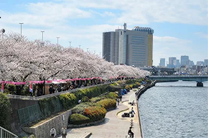桜並木と川沿いの遊歩道の春の風景