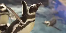 水中を泳ぐペンギンを間近でとらえた様子