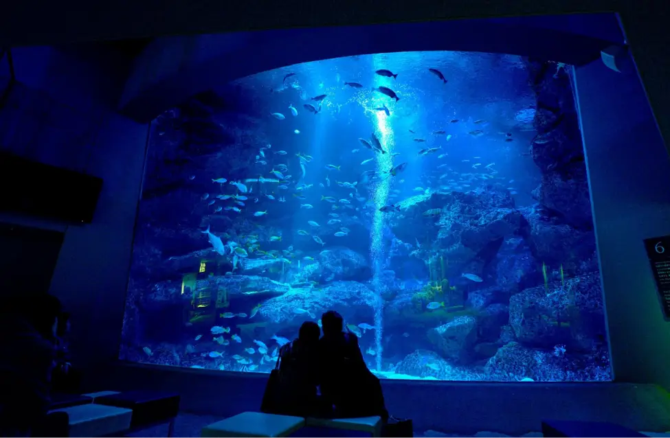 巨大水槽を正面から眺める暗い館内と、青く照らされた水中を泳ぐ魚の群れ