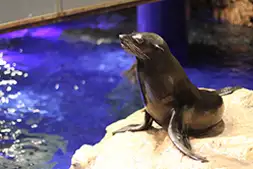 すみだ水族館で岩場に座るアシカの姿