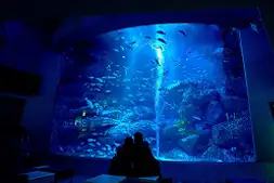 青く照らされた巨大水槽を前に、館内でゆったり鑑賞する来館者のシルエット