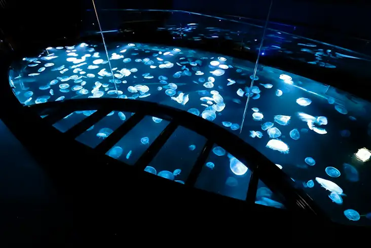 青い光に包まれた水槽を上から見下ろし、漂うクラゲの群れ