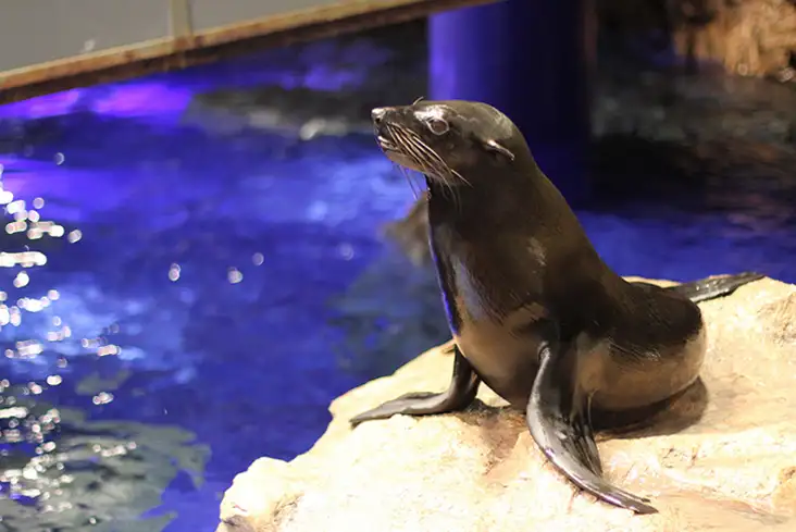 岩場の上でくつろぐアシカと、水面がきらめく飼育エリア