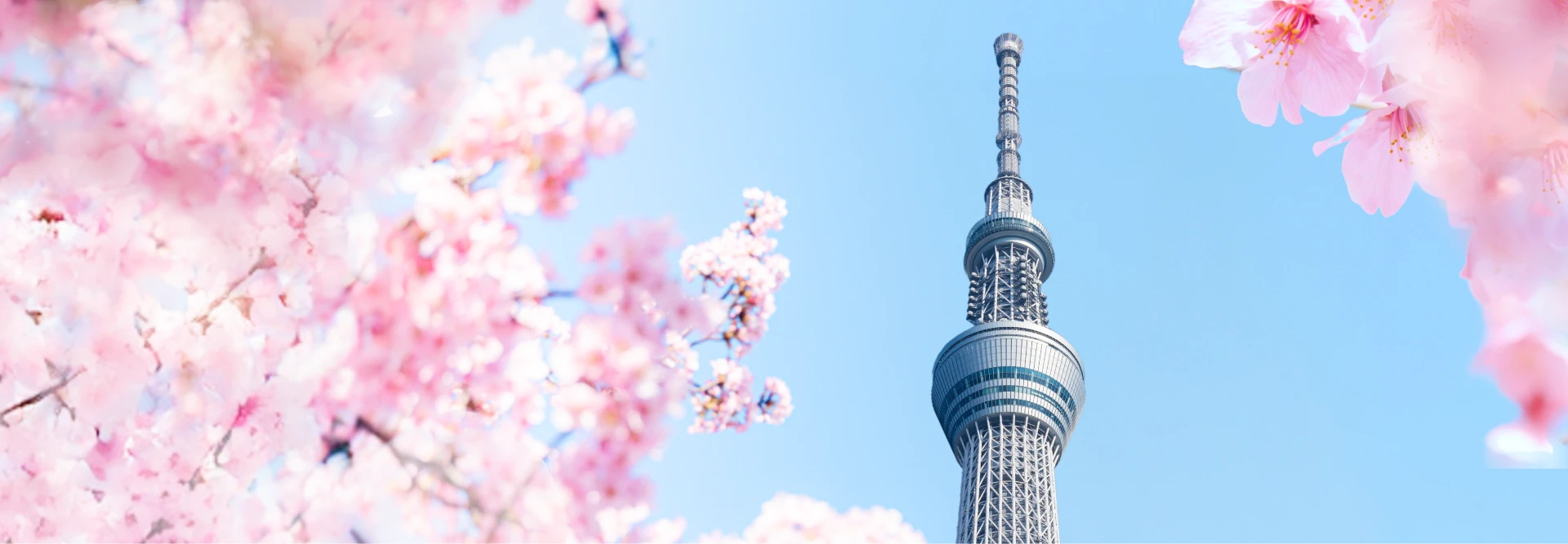 青空にそびえ立つ東京スカイツリーと満開の桜のメインビジュアル。