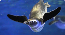 すみだ水族館入場プラン